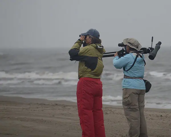 WildHer birding