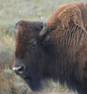 Yellowstone Bison