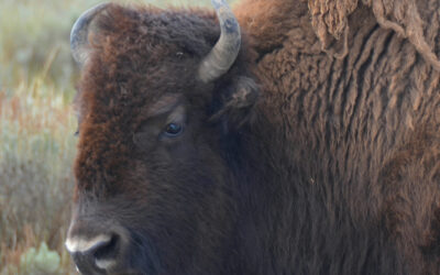 What Are the Yellowstone Big 5 Animals?