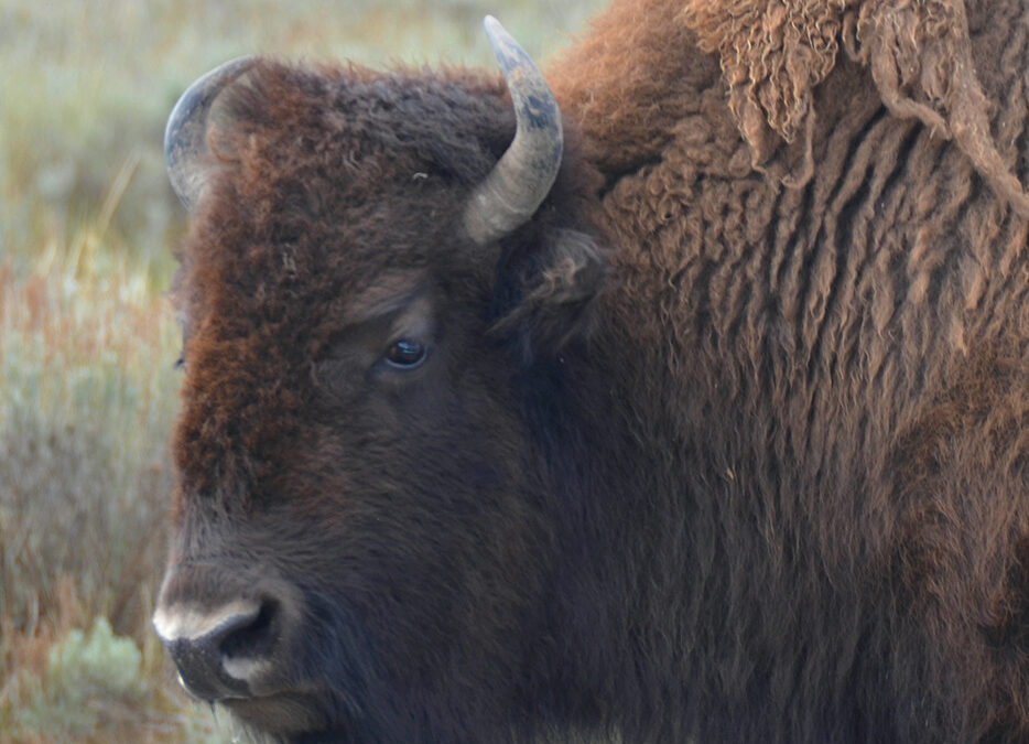 What Are the Yellowstone Big 5 Animals?