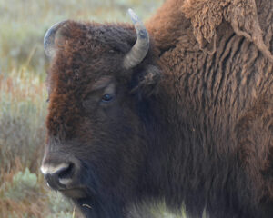Yellowstone Bison