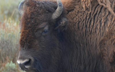 Bison Facts: The Ecosystem Engineers of Yellowstone