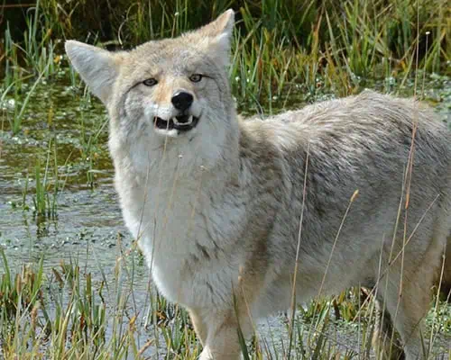 Yellowstone coyote2 SS