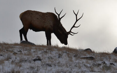 Fun Facts About Yellowstone’s Wildlife: Wolves, Bison, Bears and More