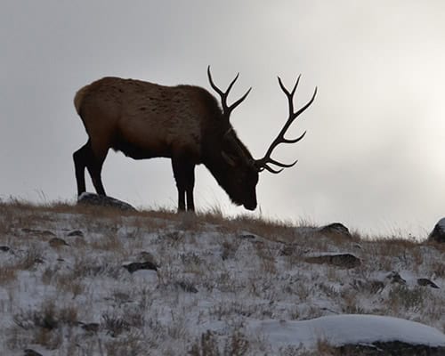 Yellowstone Elk
