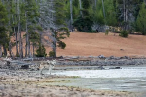 Yellowstone Wolf
