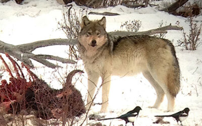 Wolf Facts – Yellowstone’s Most Watched Predator