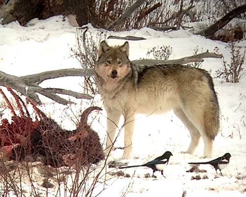 Yellowstone wolf