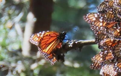 Are Monarch Butterflies Endangered?