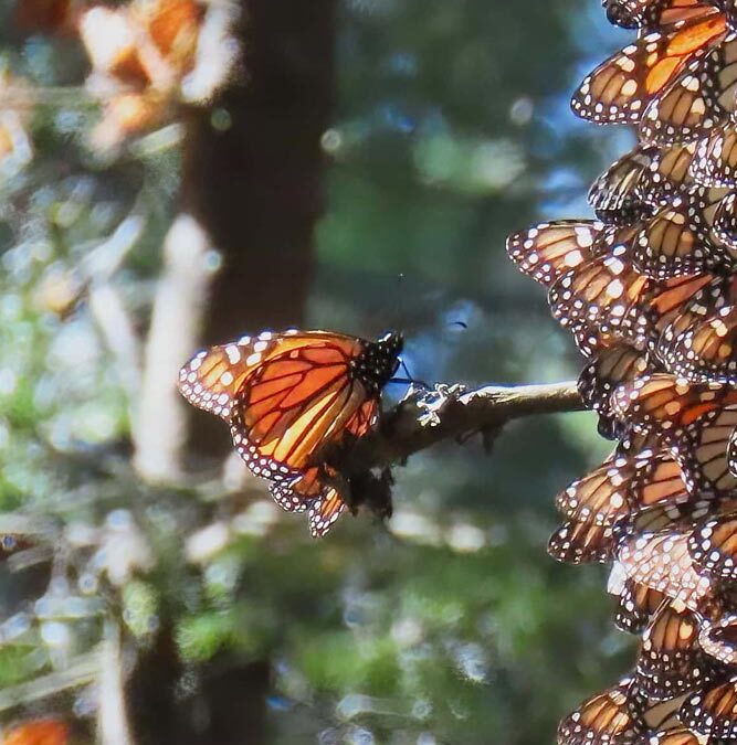 Are Monarch Butterflies Endangered?