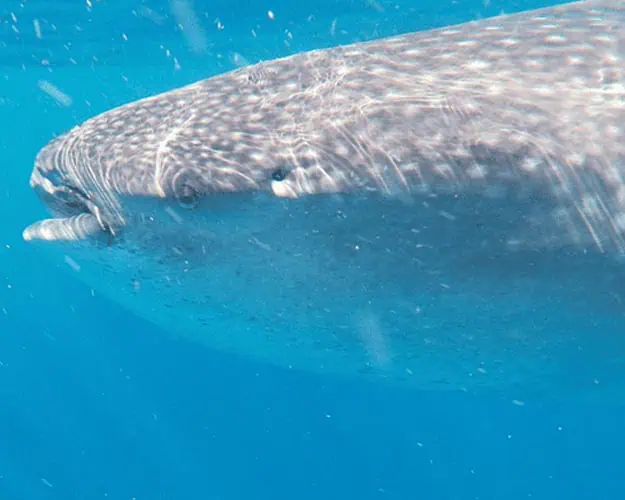 Atd Shark 1