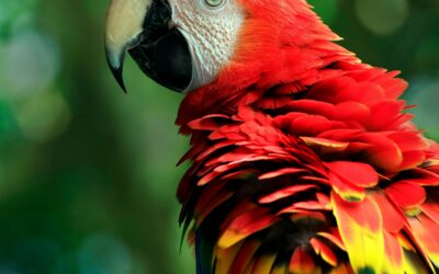Scarlet Macaw Facts, Costa Rica’s Most Iconic Bird