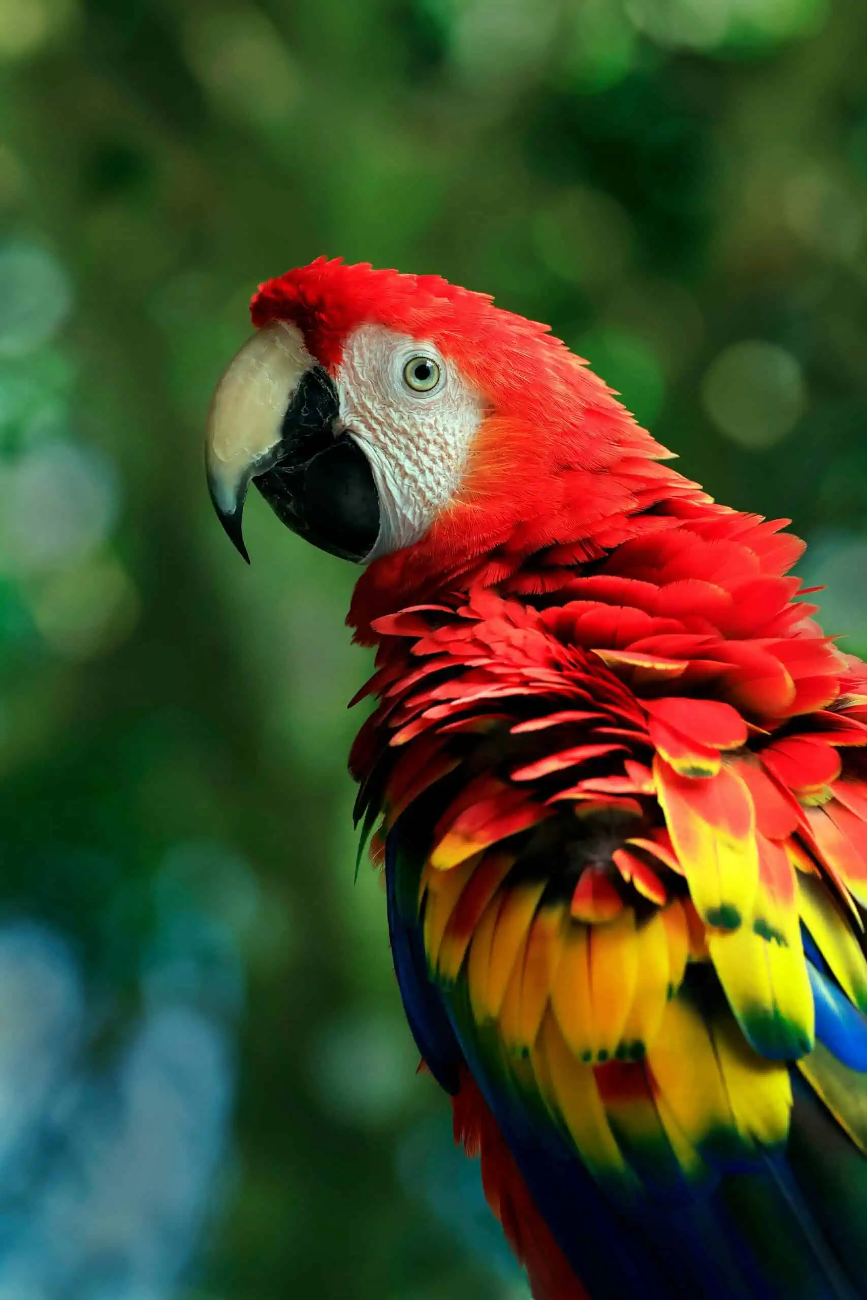 Scarlet Macaw