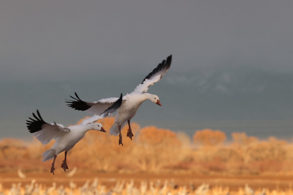 Snow Geese Bernardo Waterfowl Area Bosque, New Mexico Usa