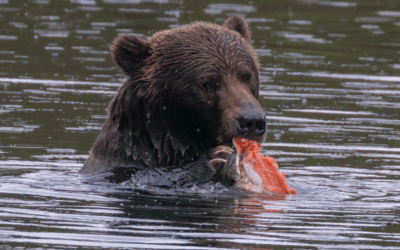 Are Kodiak Bears Bigger Than Polar Bears?