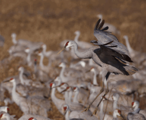 Sandhill Crane coming in for landing