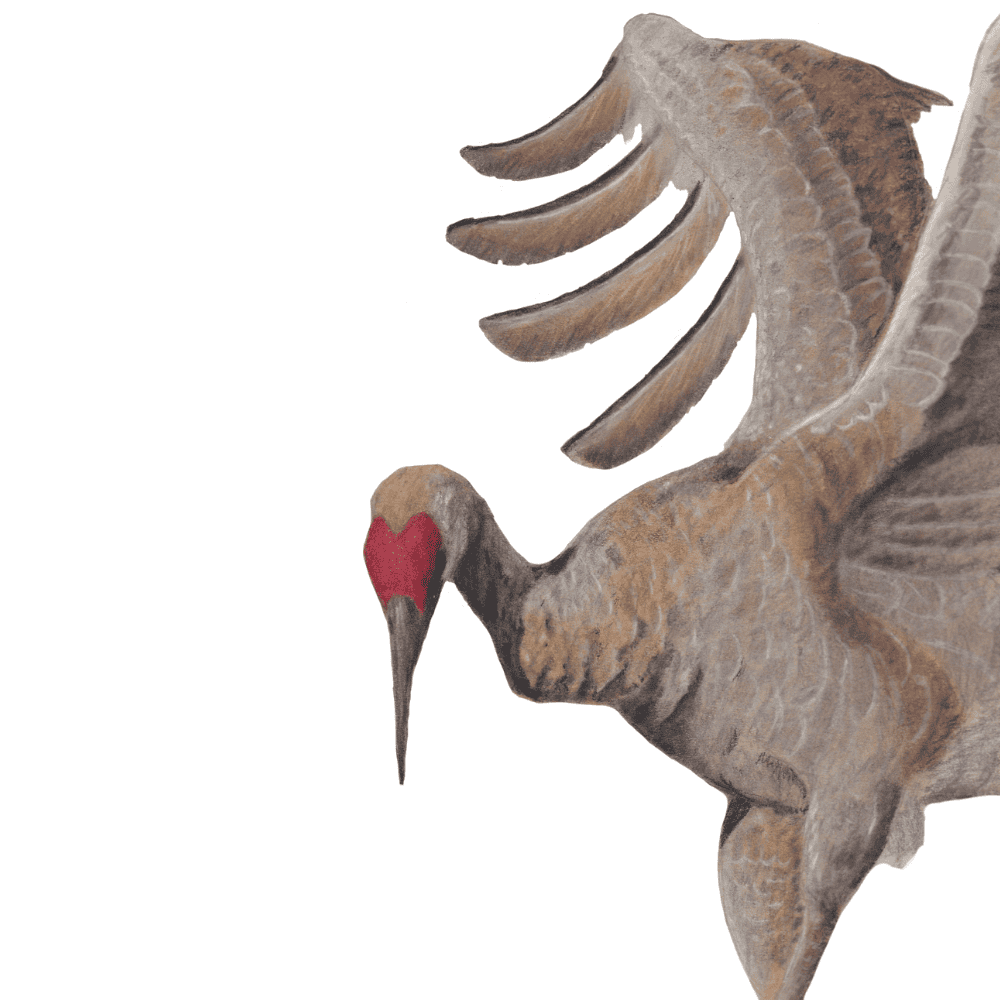 Sandhill Crane by Carly Crow