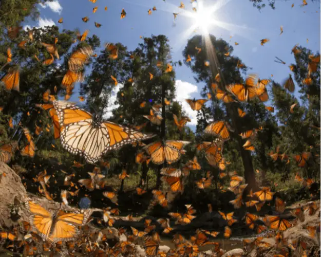 Monarchs of Mexico