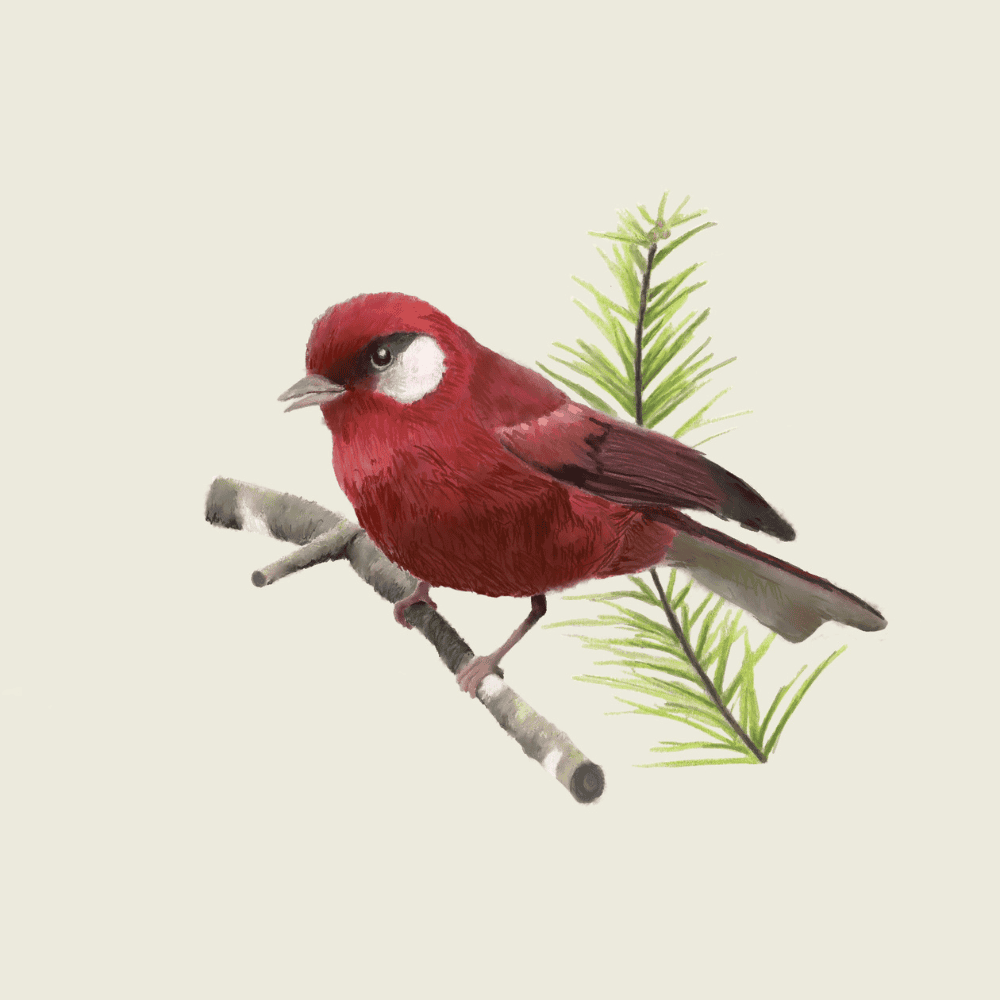 Mexico Warbler