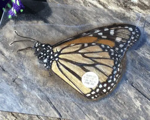 monarch tagged