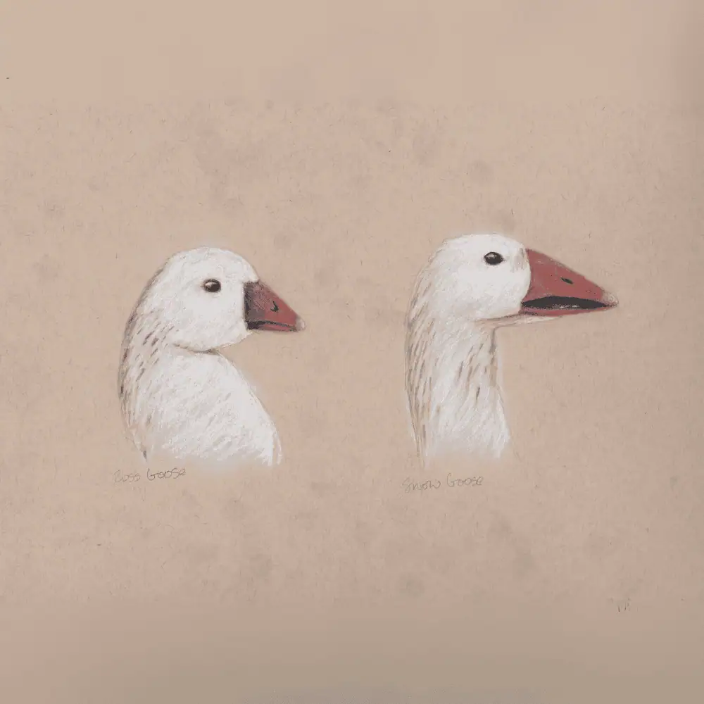 New Mexico Geese