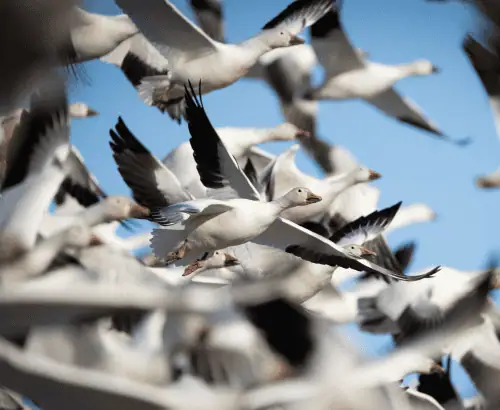 New Mexico snow geese