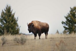 Bison in Yellowstone expedition