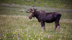 Moose Yellowstone