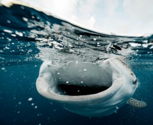 whale shark eating 