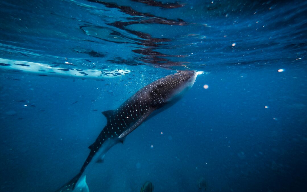 What Is Conservation Travel and How Does It Work?