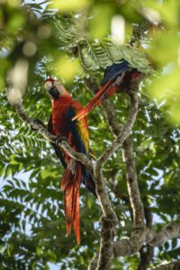 Scarlet Macaw in the Osa Peninsula