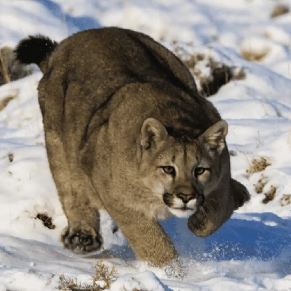 Puma Winter