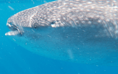 What Do Whale Sharks Eat?