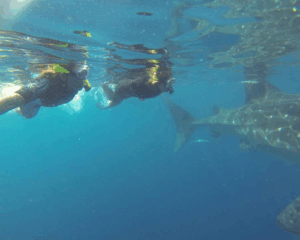 Swimming with Whale Sharks