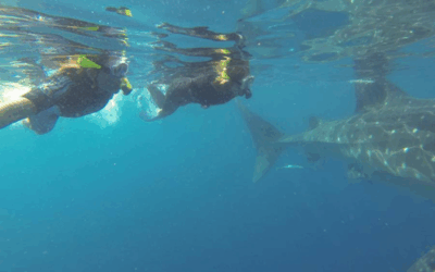 Whale Shark Facts – Everything You Need to Know Before You Swim With One