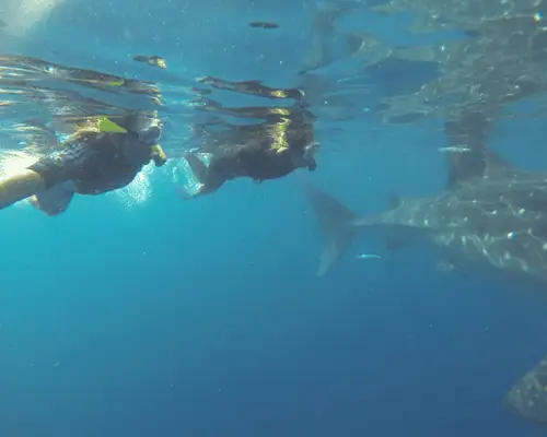 shark car 8