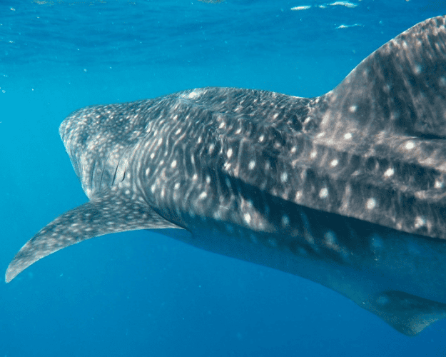 Shark Expedition