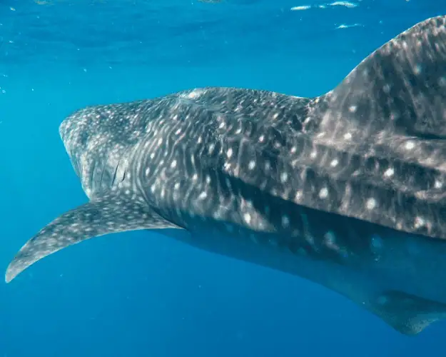 Shark Expedition