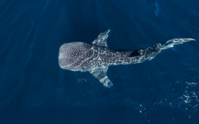 When Are Whale Sharks in Mexico?