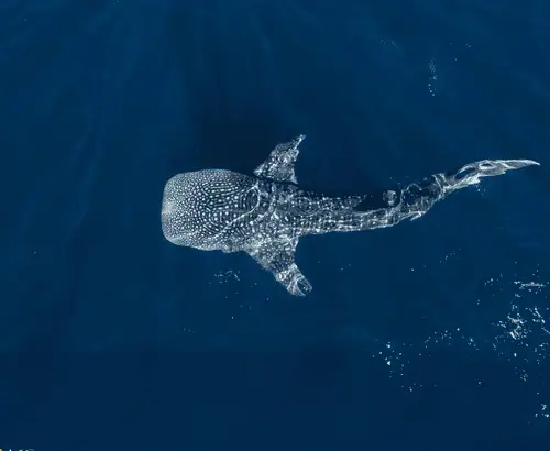 When Are Whale Sharks in Mexico?