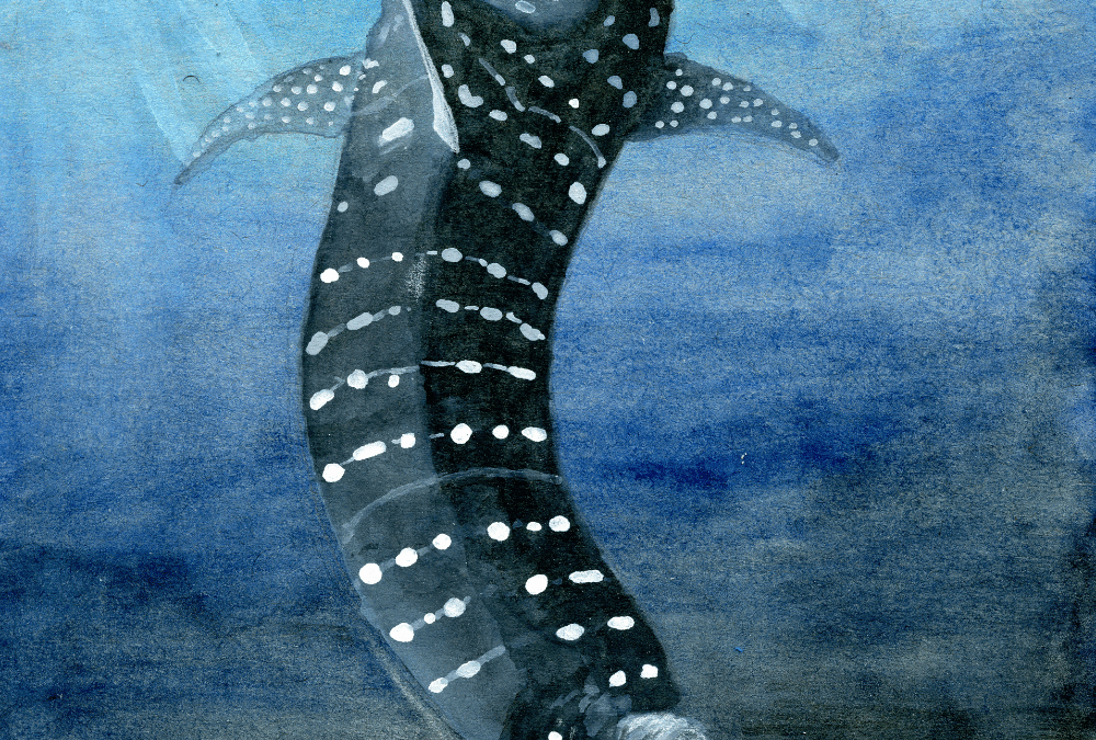 How Big Are Whale Sharks?