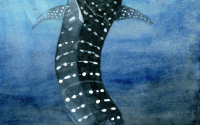 How Big Are Whale Sharks?