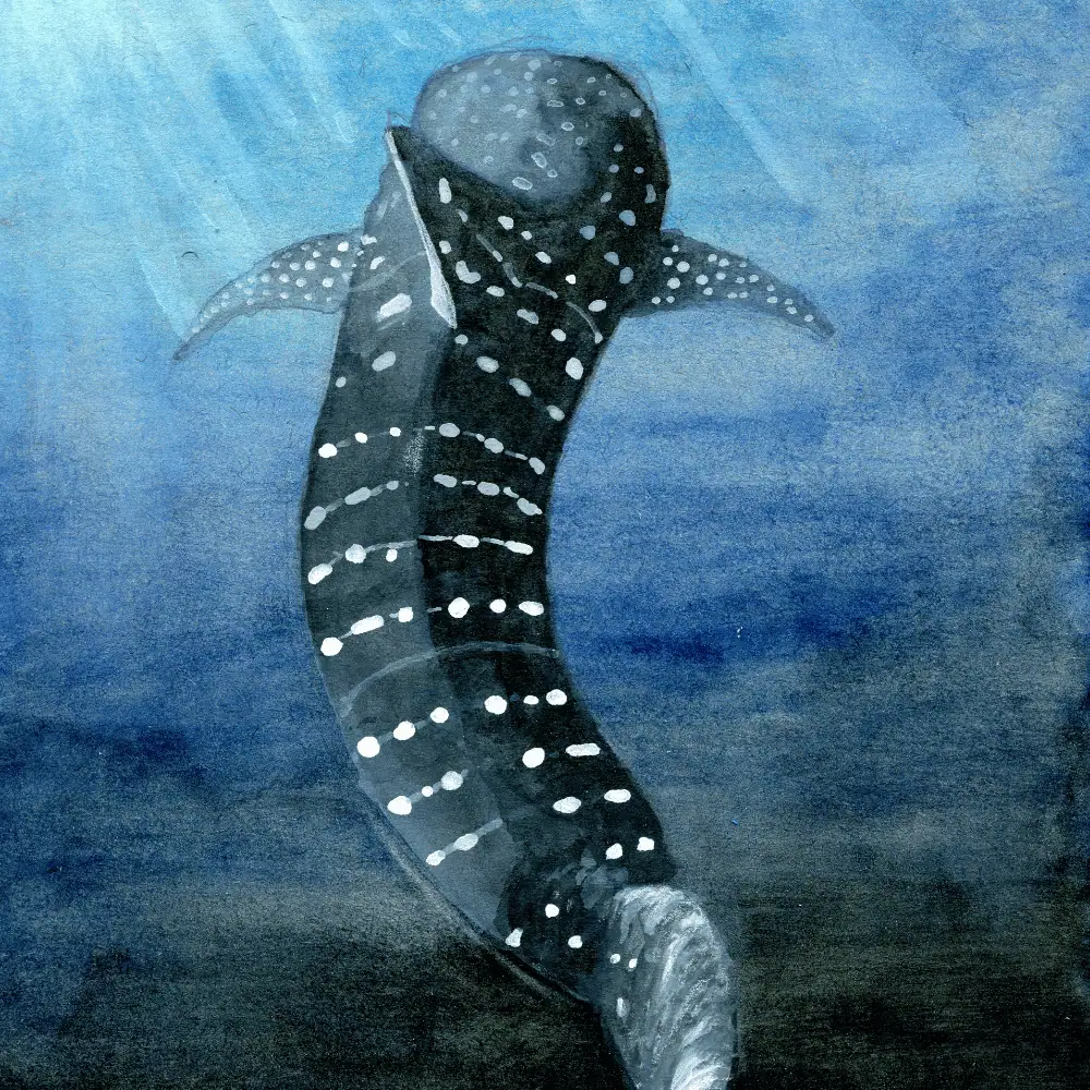 Whale Shark by Carly Crow