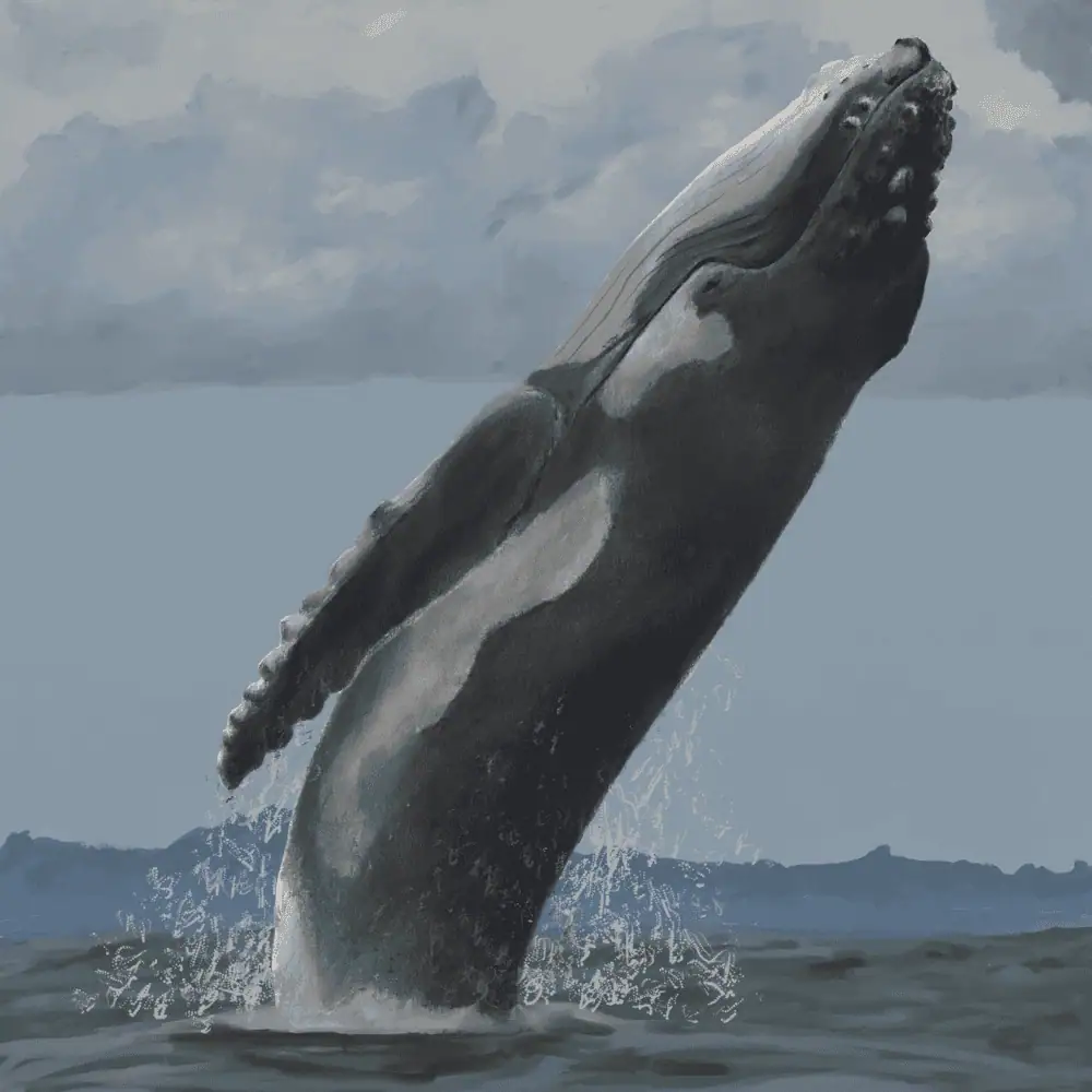 Whale by Carly Crow