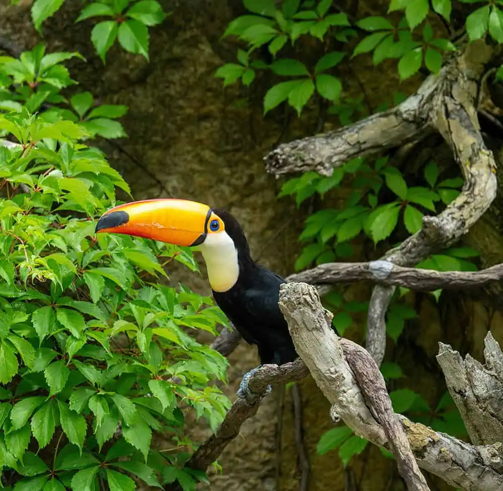 Toucan