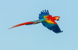 Scarlet Macaw Costa Rica